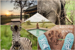 Collage Südafrika Safari Bilder