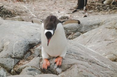 Tiere der Antarktis - Eselspinguin