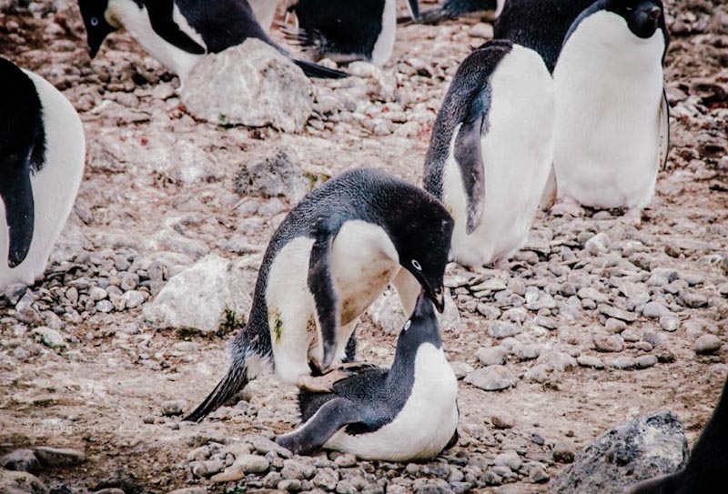 kopulierende Pinguine