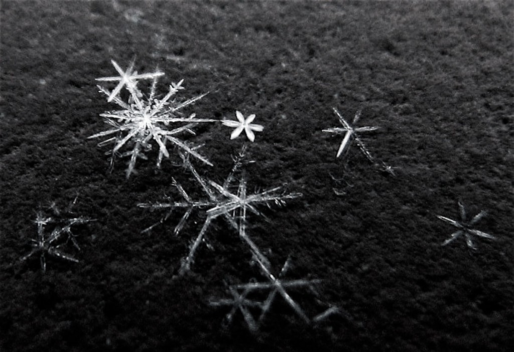 Eiskristalle, Schneeflocke: Sternenschnee, Makroaufnahme