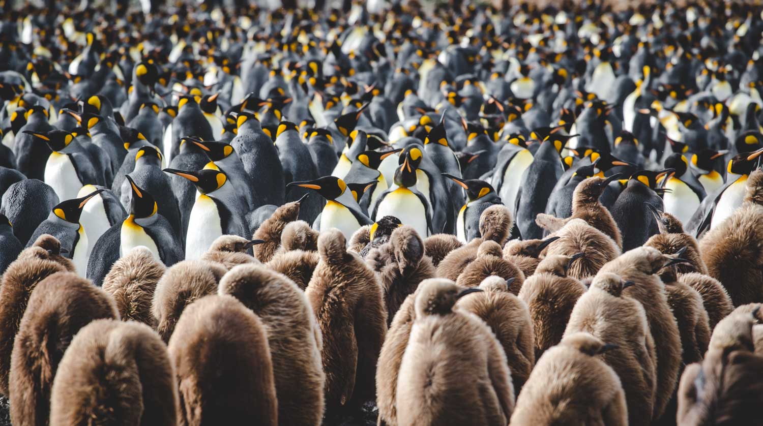 Wo Leben Pinguine Pinguinarten Und Lebensraum