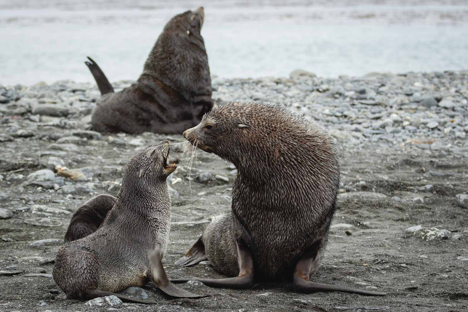 Seebären-Muttertier mit Junges