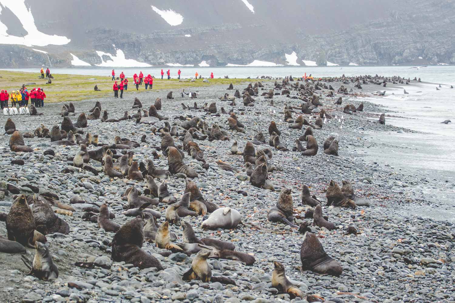 Tausende Seebären am Strand der Possession Bay in Südgeorgien