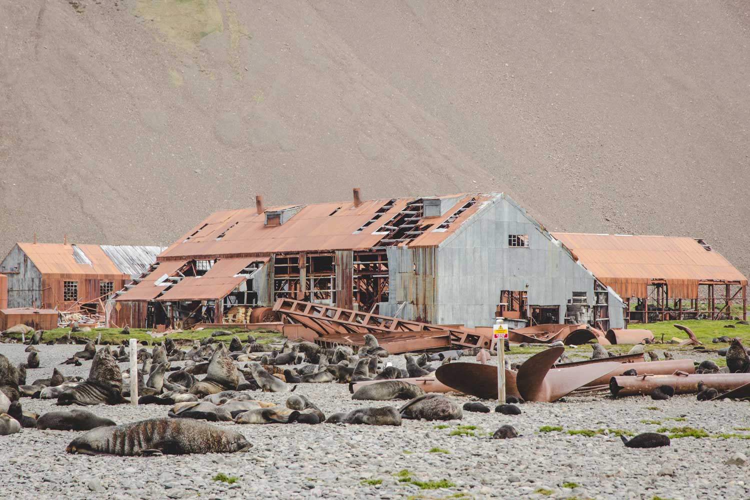 Seebären in der verlassenen Walfangstation Stromness in Südgeorgien
