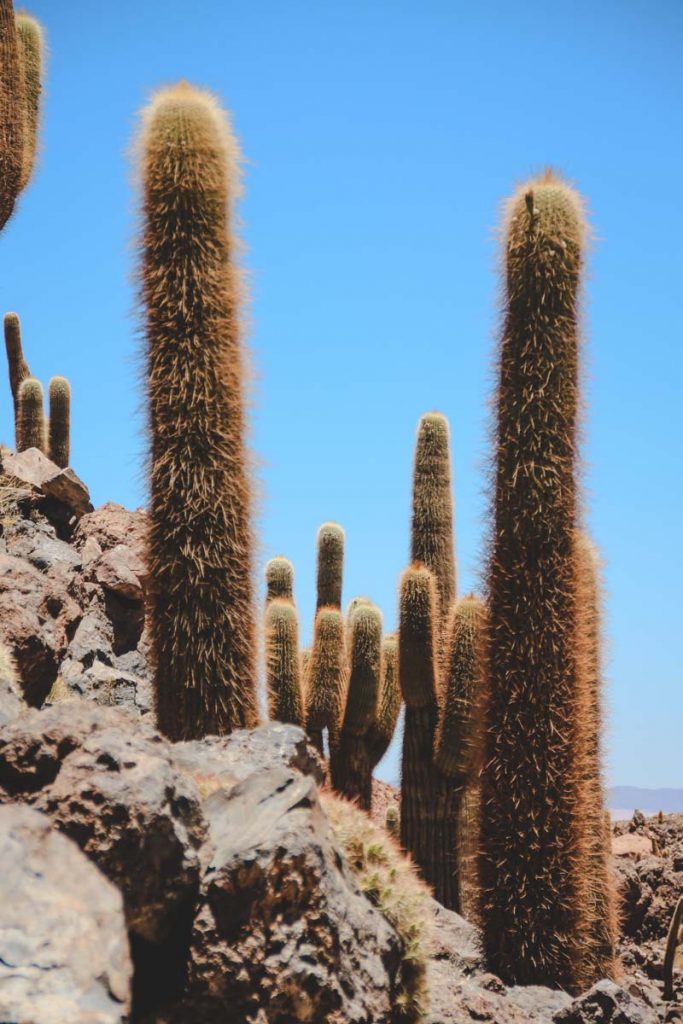 Riesenkakteen in der Atacamawüste