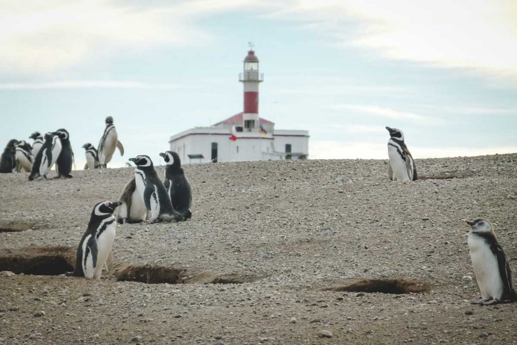 Magellan-Pinguine auf der Isla Magdalena in Chile