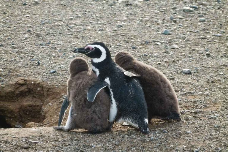 Wo leben Pinguine? Pinguinarten und Lebensraum