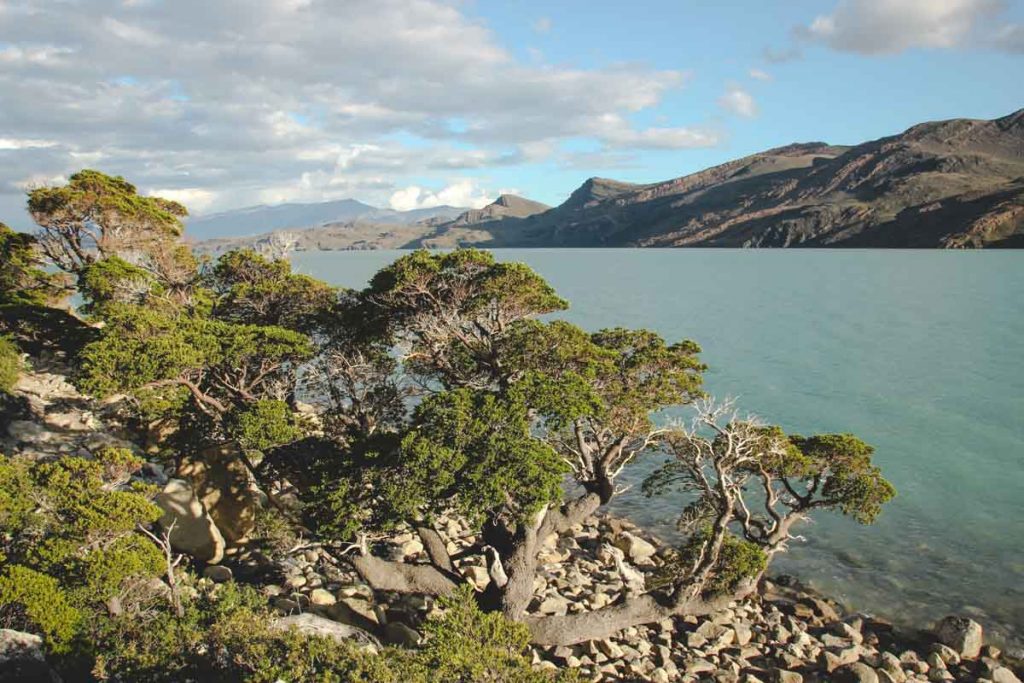 Lenga-Bäume Patagoniens