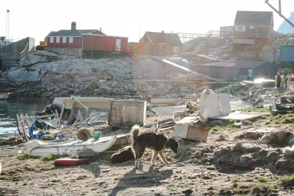 Schlitten und Grönlandhund im grönländischen Sommer