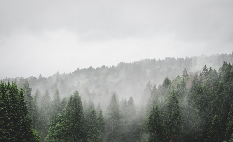 Nebel in Bäumen