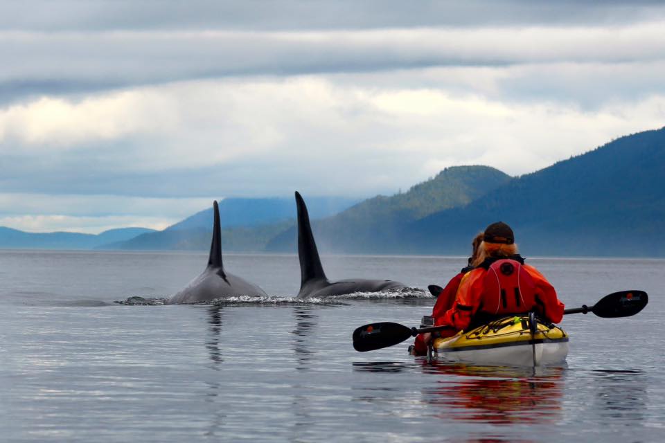 Orcas auf Vancouver Island vor Kajak