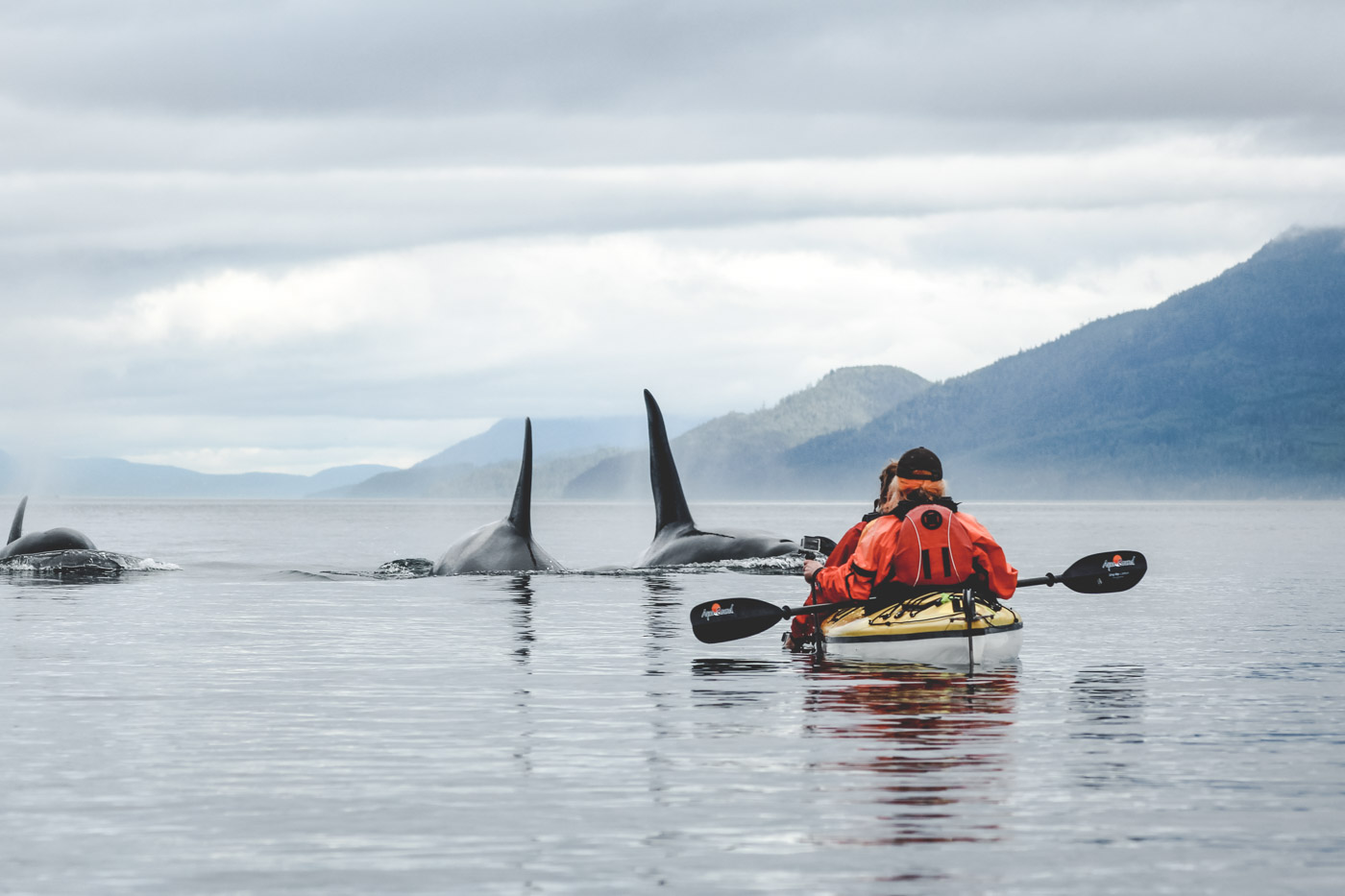 Kajaking mit Orcas auf Vancouver Island. Foto: Jordan Gatto