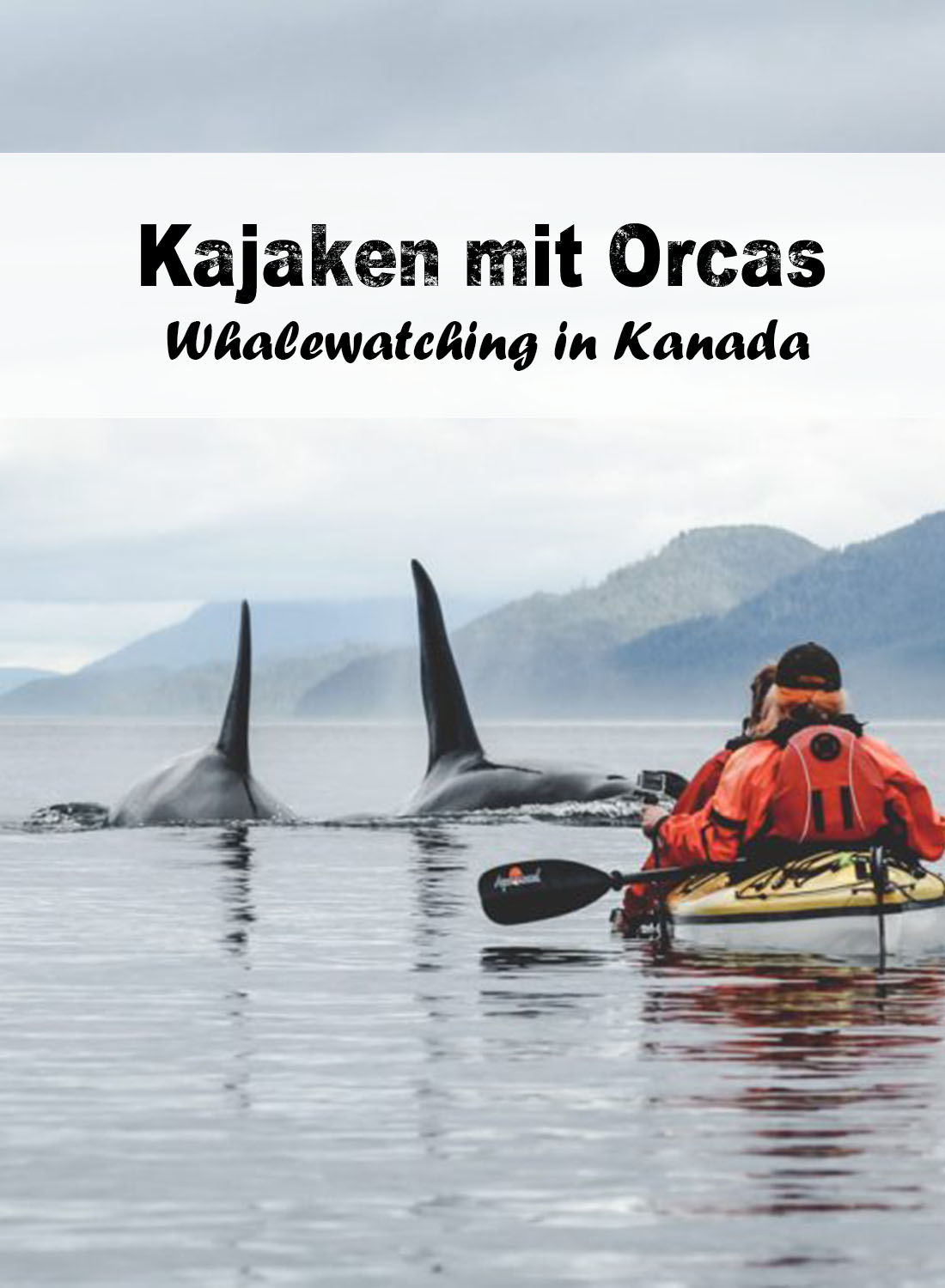 Kajaken mit Orcas - Whalewatching in Kanada