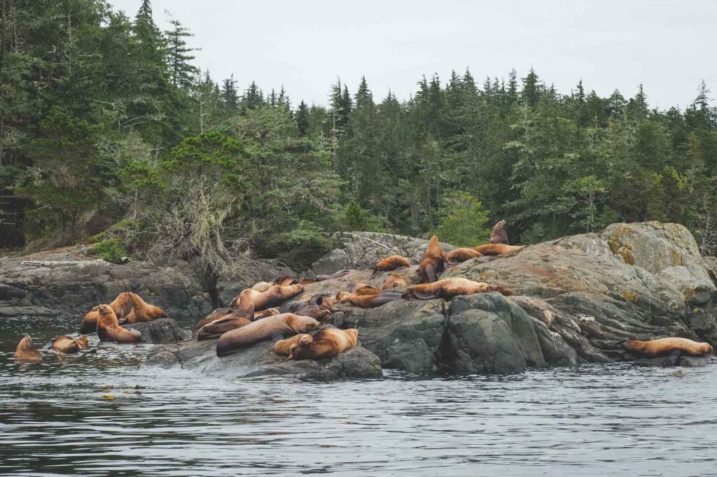 Seelöwen auf Felsen in Kanada, British Columbia, auf Vancouver Island