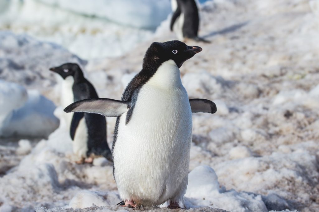 Adélie-Pinguin in der Antarktis
