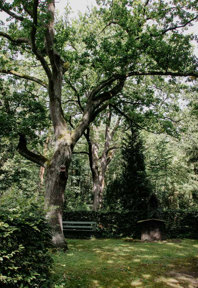 Große Bäume auf dem Friedhof Grunewald-Forst
