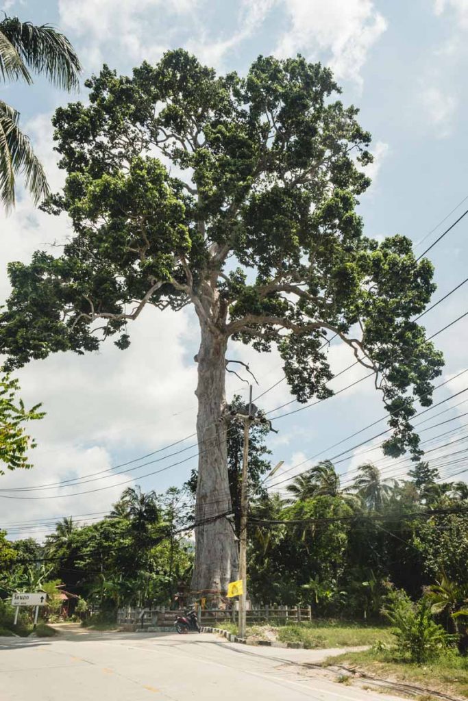 Yang Na Yai Tree auf Koh Phangan