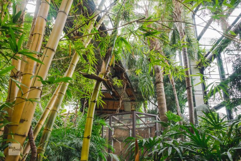 Die Tropenwelt der Biosphäre Potsdam | blickgewinkelt