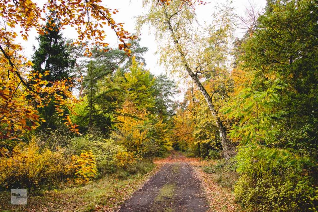 Herbstwald auf dem Friedhof