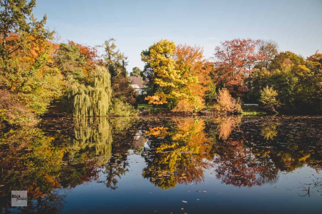 Seespiegelung von Bäumen im Herbst