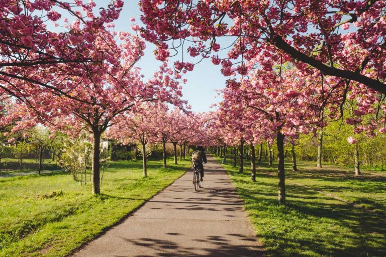 Die 3 schönsten Spaziergänge zur Kirschblüte in Berlin