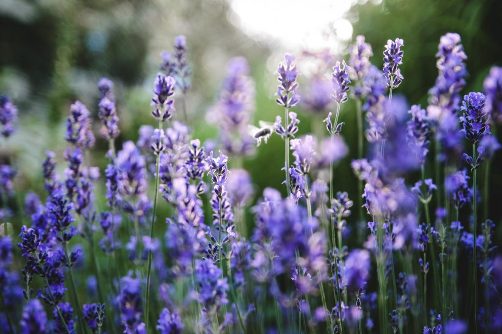 Lavendelblüten