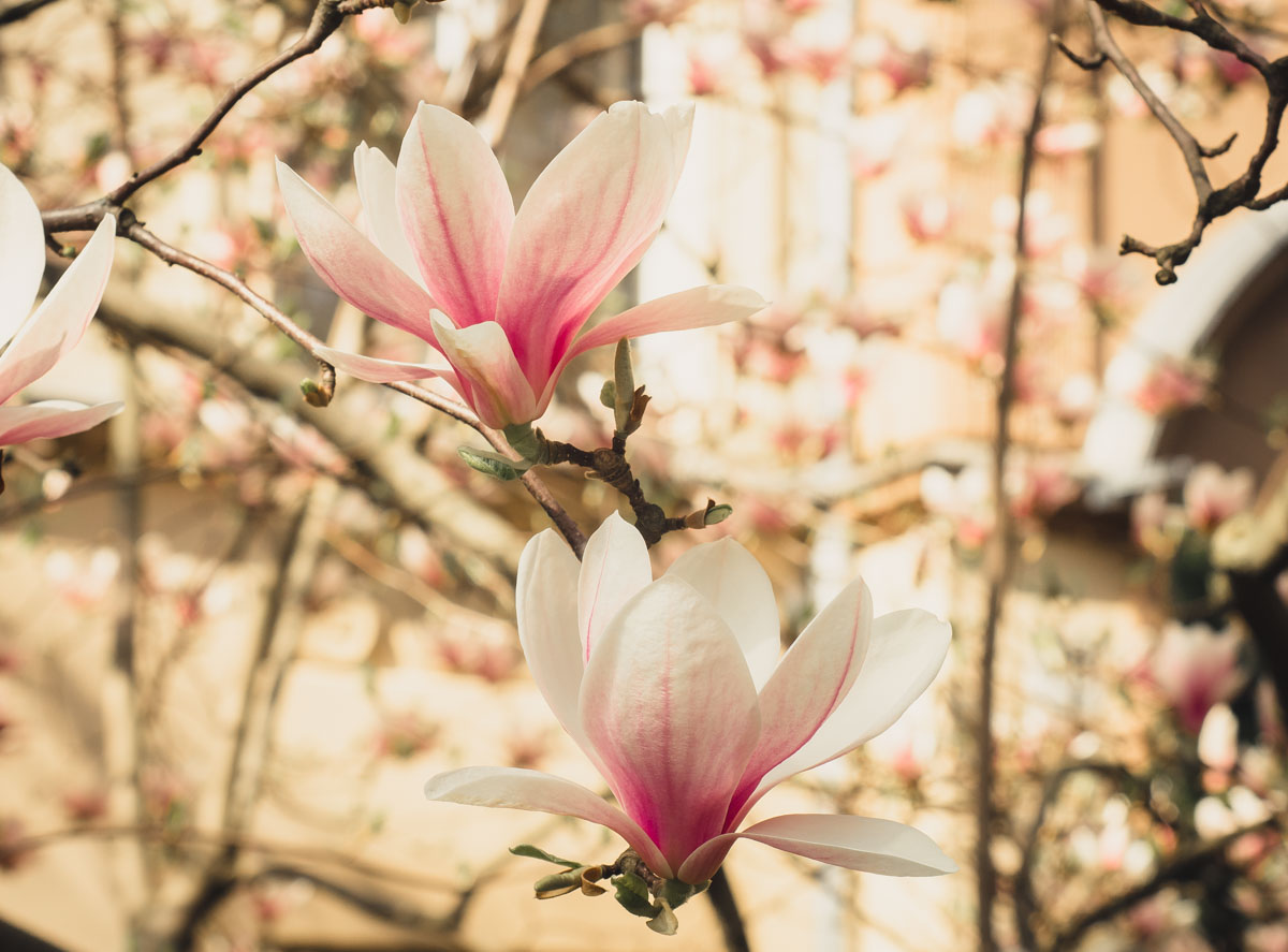 Magnolienblüten, Berlin