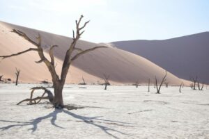 Namibia Deadvlei - tote Akazienbäume in der Salzpfanne