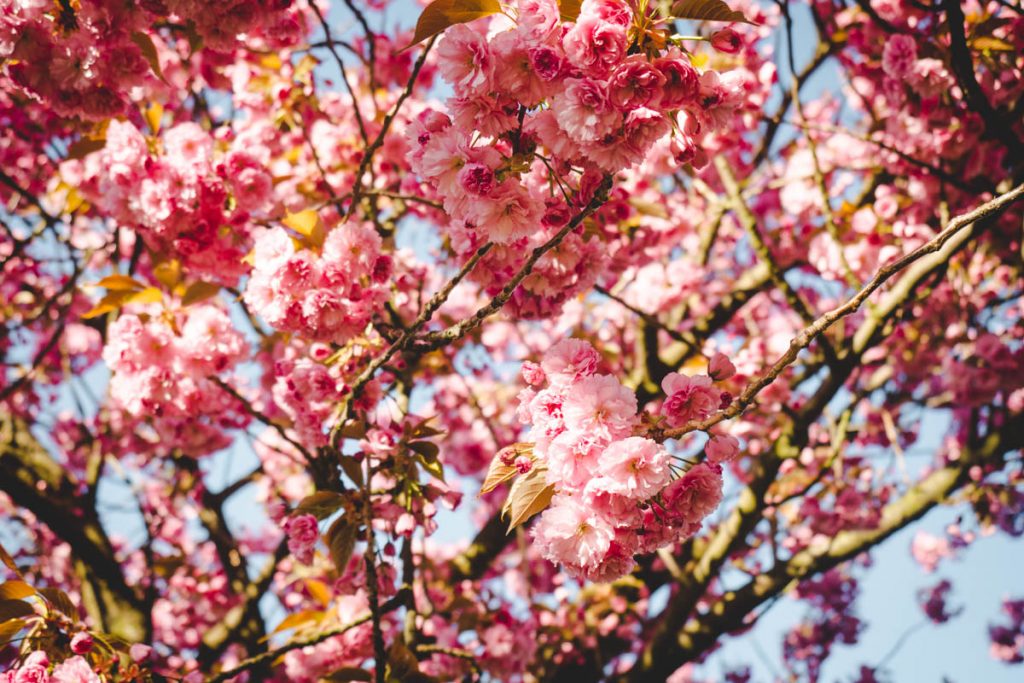 Kirschblüte von asia-Website
