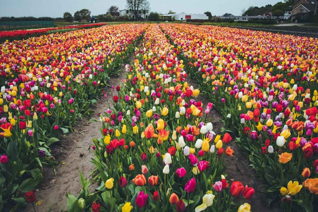 Wie nachhaltig sind Schnittblumen? | blickgewinkelt