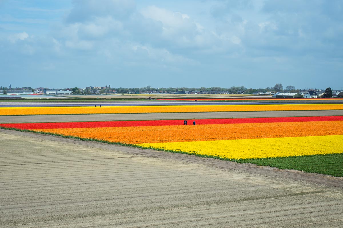 Tulpenfelder in Holland