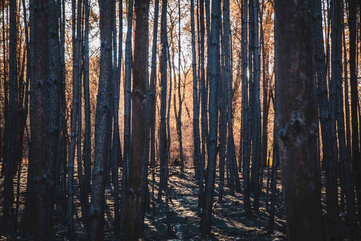 Abgebrannter Wald in Brandenburg