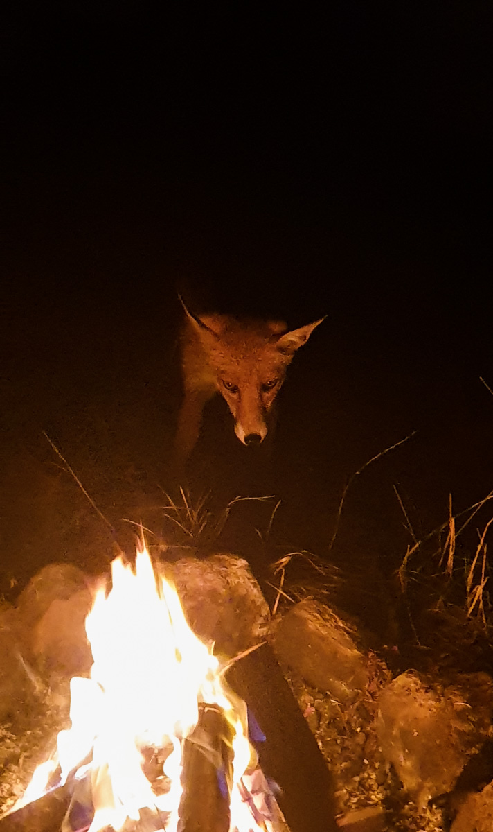 Fuchs am Feuer