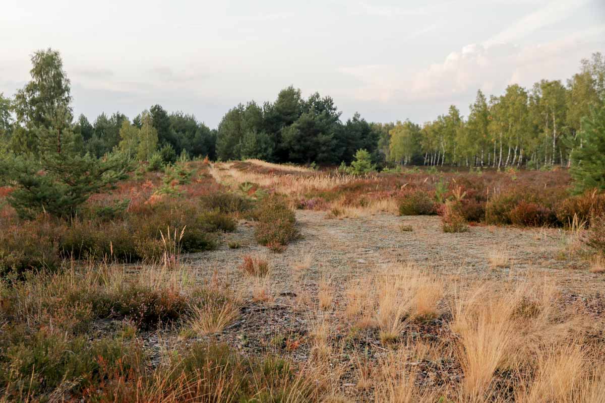Heidelandschaft Brandenburg der Loben