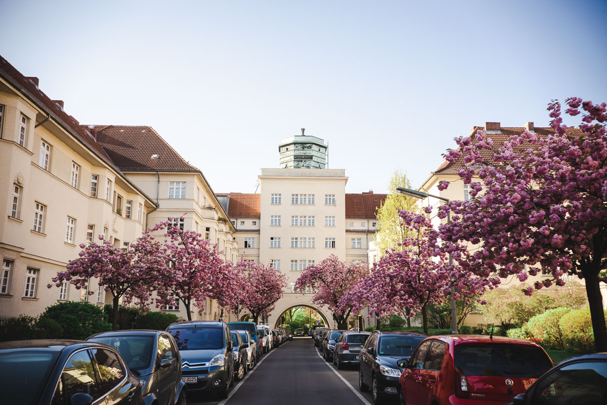 Blühende Kirschbäume in den Ceciliengärten in Berlin-Friedenau