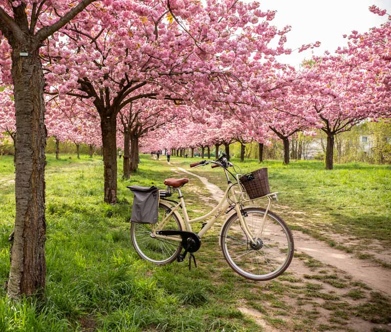Fahrrad unter blühenden Kirschbäumen