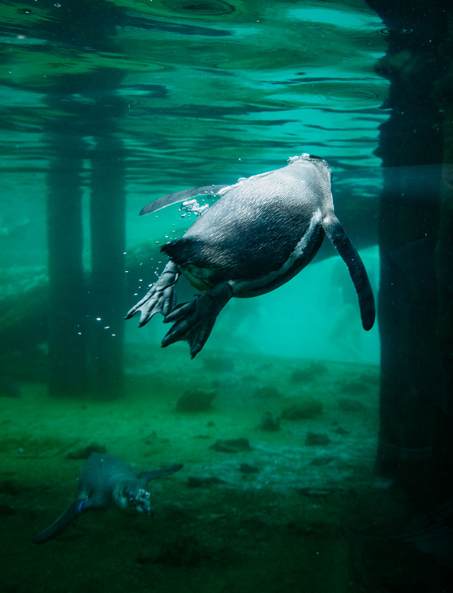 Pinguine unter Wasser, im Hintergrund badende Menschen
