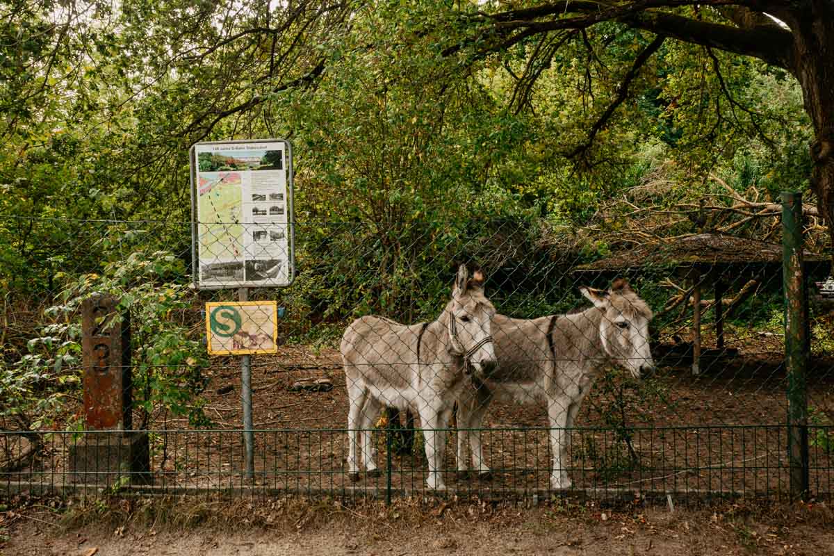 S-Bahn-Schild mit zwei Eseln