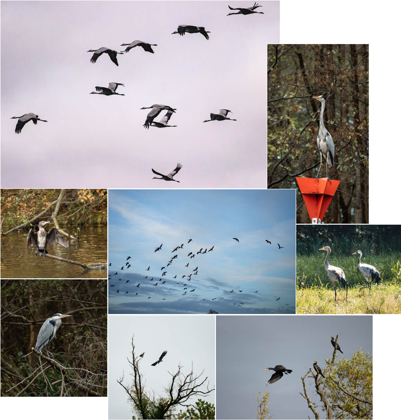 Vogelbilder-Collage