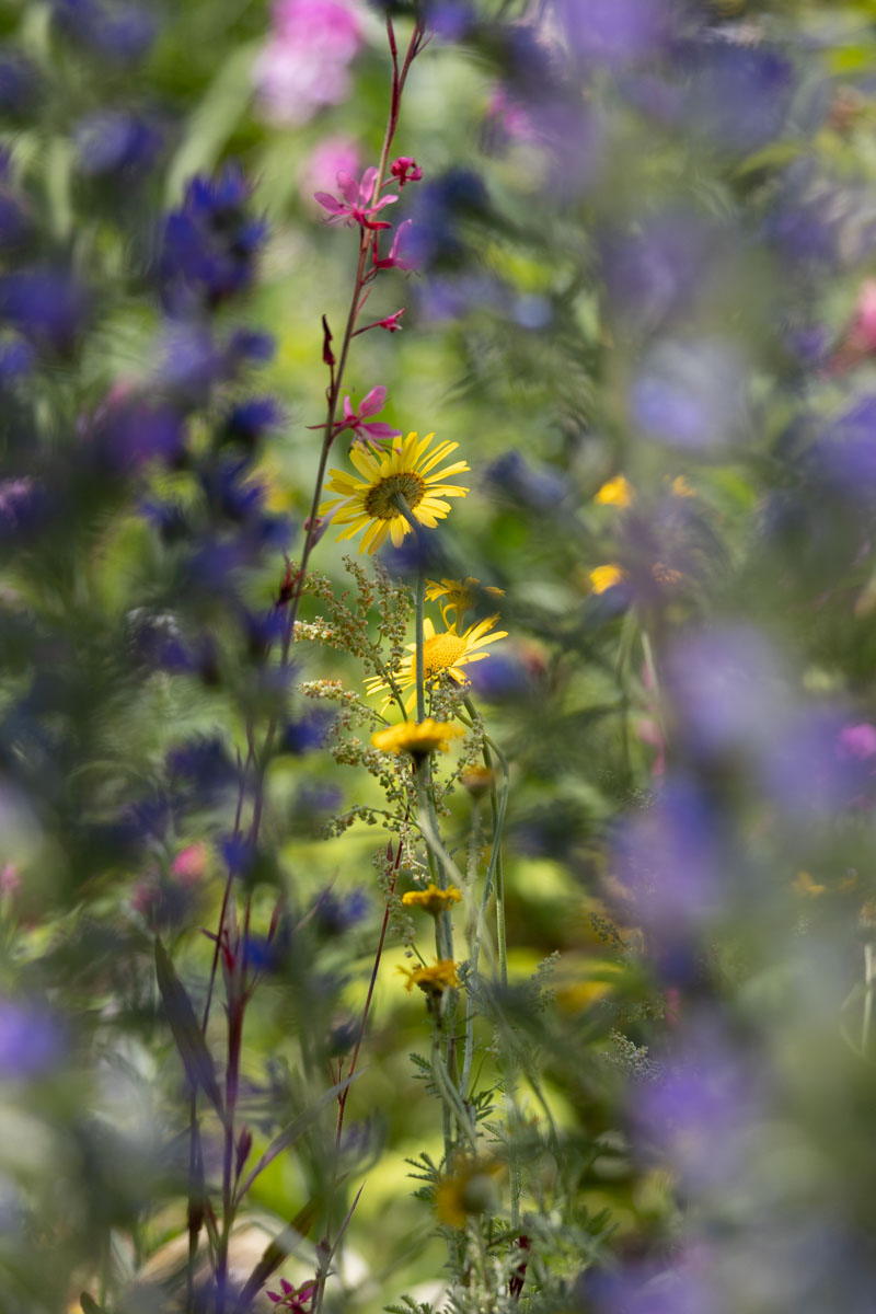 Gartenblumen